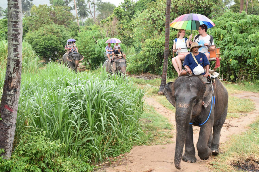 Safari VIP with Afternoon Tea